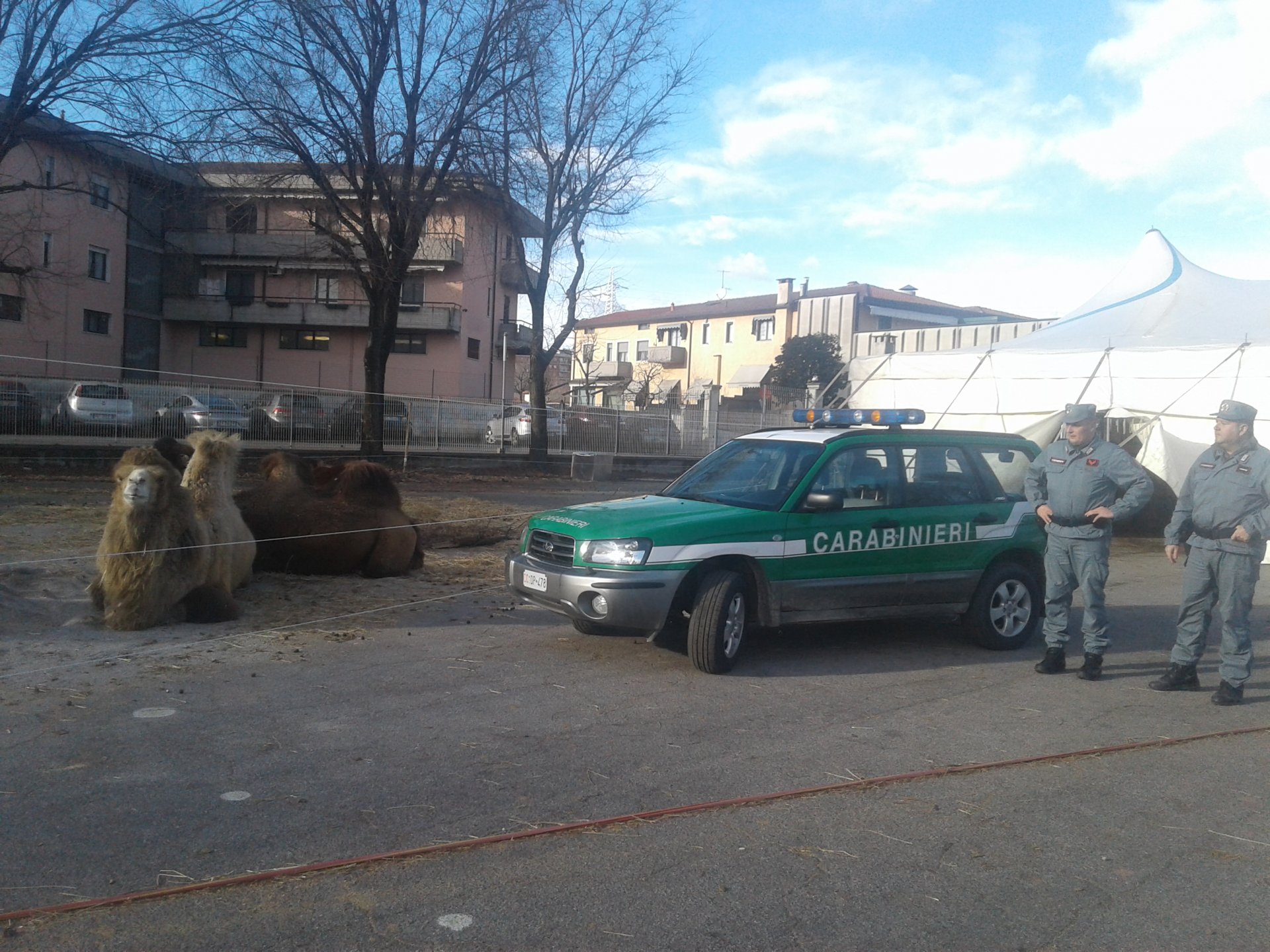 Animali del circo tenuti al gelo: intervengono i Carabinieri