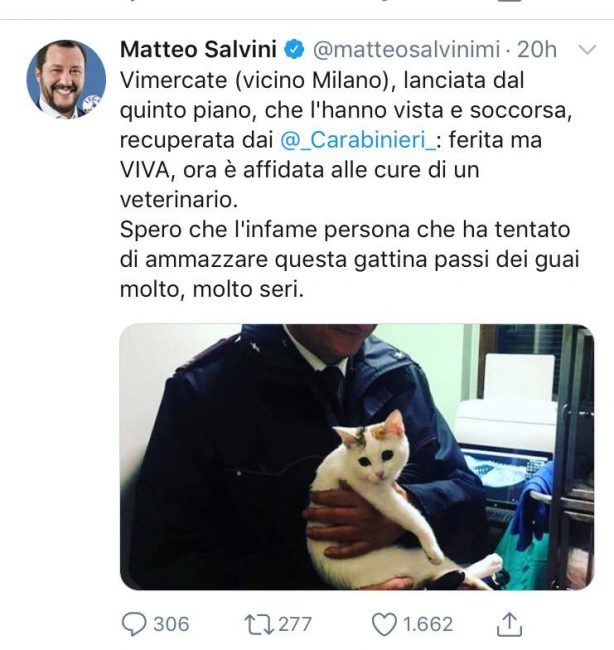 Gatta lanciata dal quinto piano, lo sdegno di Salvini