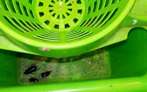 Blitz della Polizia locale in appartamento affollato a Monza