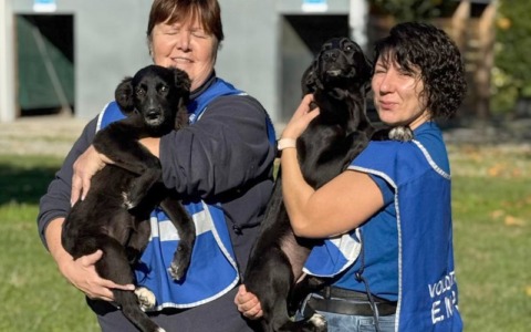 Calo dei cani in canile, ma aumenta il numero di gatti e altri animali