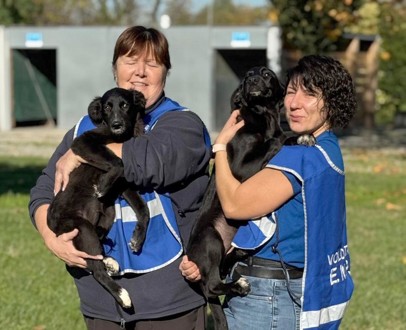 Calo dei cani in canile, ma aumenta il numero di gatti e altri animali