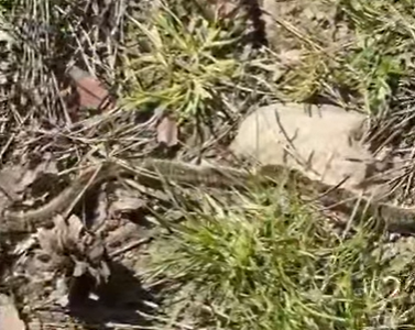 Chiusura del Parco di Monza per il vento e rischio processionaria