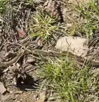 Chiusura del Parco di Monza per il vento e rischio processionaria