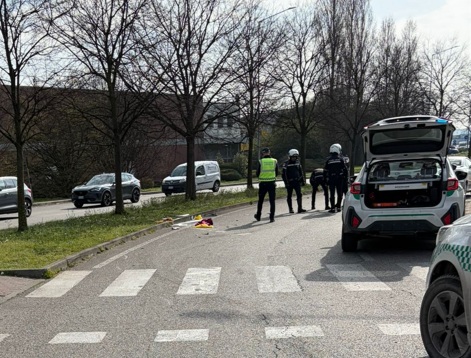 Investimento mortale di un cagnolino dopo un incidente stradale