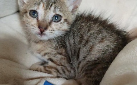 La Lav protesta a Monza per le cure veterinarie costose