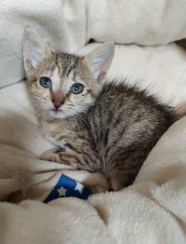 La Lav protesta a Monza per le cure veterinarie costose