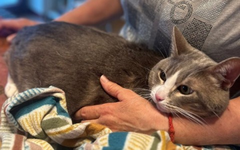 Lucio, il gattone in cerca di una nuova famiglia dopo il ritorno della proprietaria in Ucraina