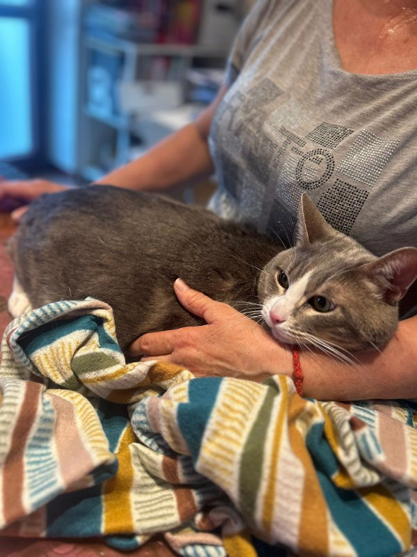 Lucio, il gattone in cerca di una nuova famiglia dopo il ritorno della proprietaria in Ucraina