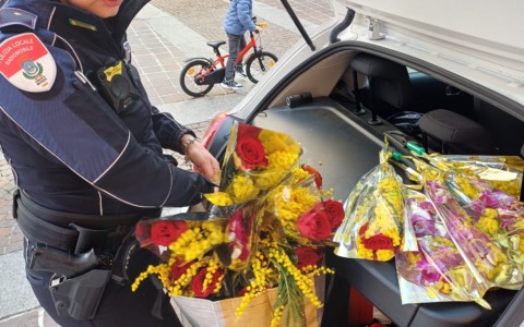 Sequestro di 238 mazzi di mimose e sanzioni per oltre 33mila euro