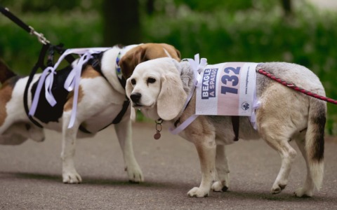 “Beagle a Spasso”, grande partecipazione al Parco di Monza