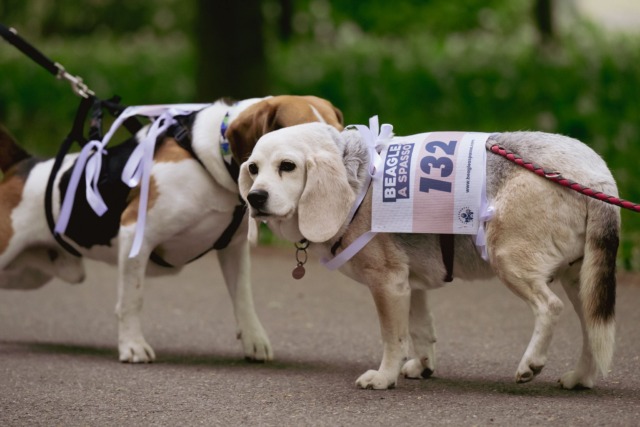 “Beagle a Spasso”, grande partecipazione al Parco di Monza