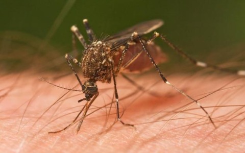 Zanzare e virus emergenti: il convegno di ATS Brianza a maggio