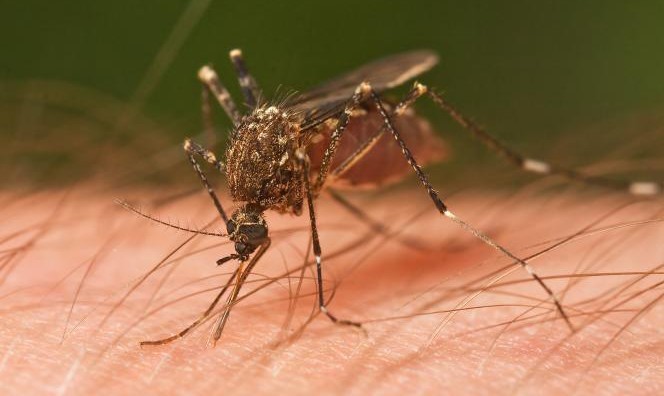 Zanzare e virus emergenti: il convegno di ATS Brianza a maggio