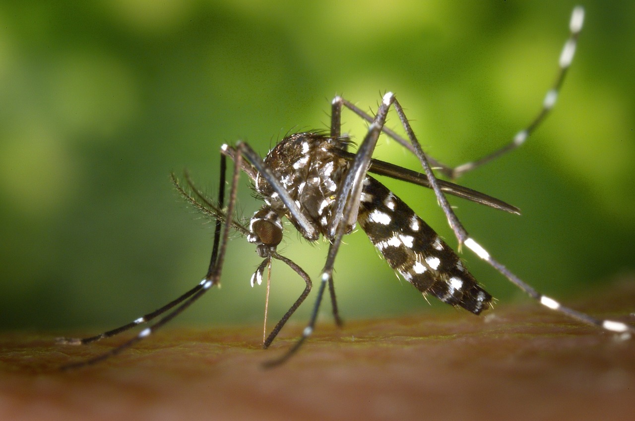 Avviato intervento di disinfestazione per un caso sospetto di Dengue