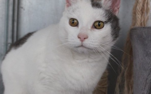 Cani e gatti in sovrappeso: allerta dall’Enpa