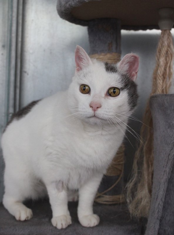 Cani e gatti in sovrappeso: allerta dall’Enpa