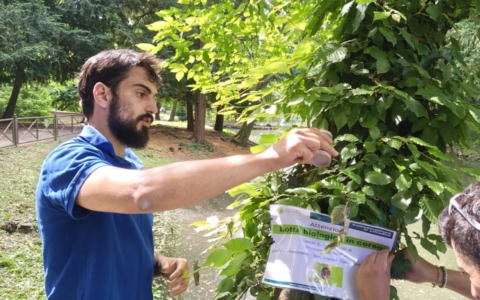 Rilascio di coccinelle al Parco per combattere la Takahashia japonica