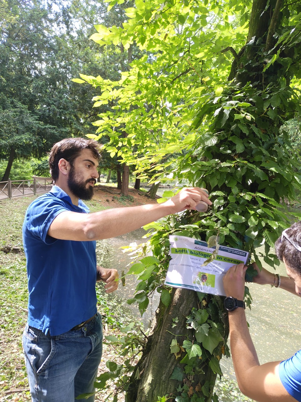 Rilascio di coccinelle al Parco per combattere la Takahashia japonica