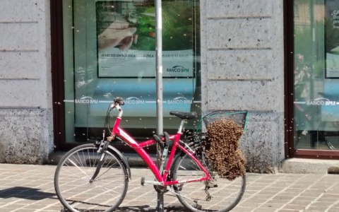 Un nido di api nel cestello di una bicicletta