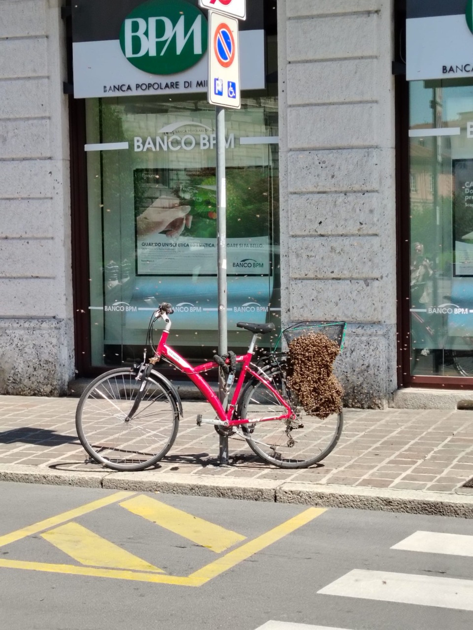 Un nido di api nel cestello di una bicicletta