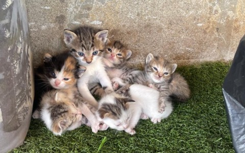 Allerta al Gattile di Monza: 130 felini in difficoltà