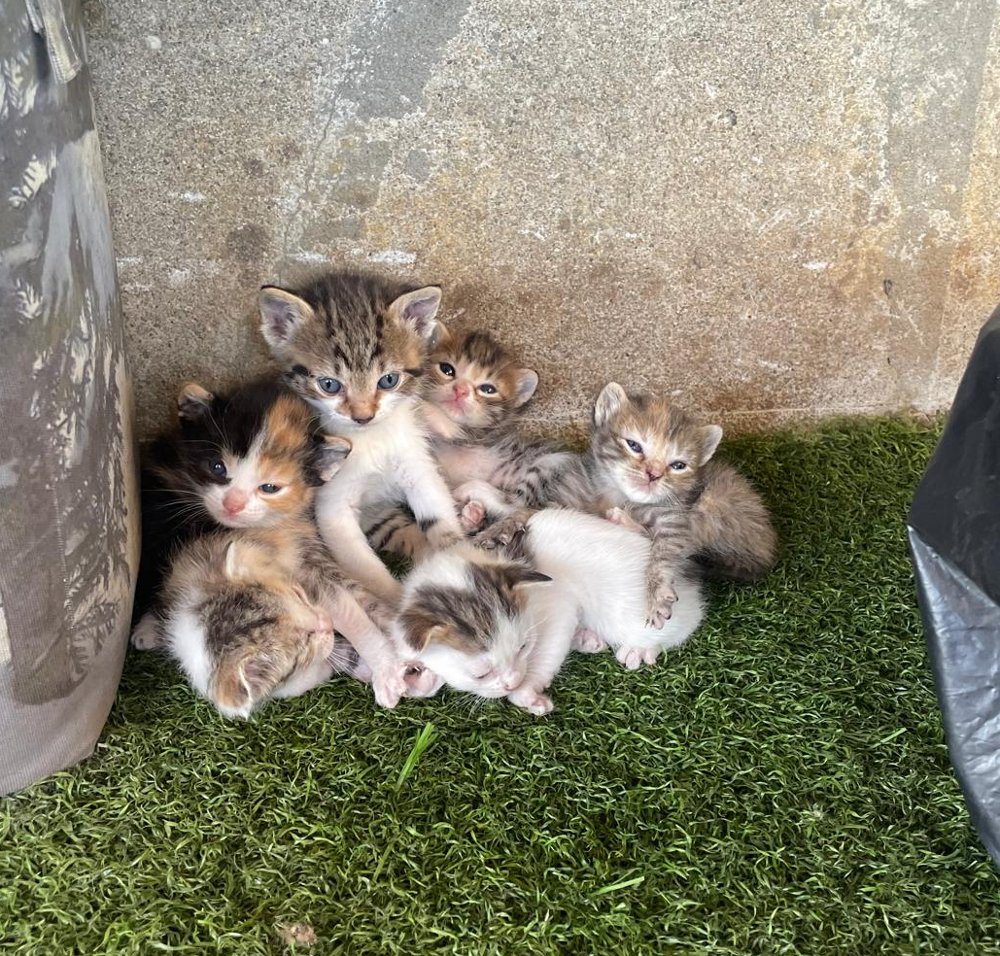 Allerta al Gattile di Monza: 130 felini in difficoltà