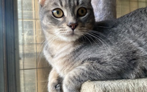 Bunny, il gatto timido del rifugio, aspetta una famiglia da un anno