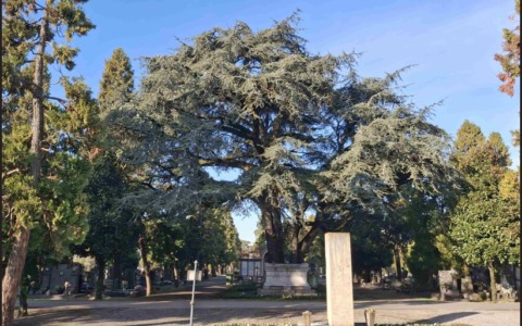 Cinque nuovi alberi monumentali in Brianza: Lombardia a quasi 500 esemplari