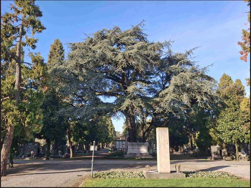 Cinque nuovi alberi monumentali in Brianza: Lombardia a quasi 500 esemplari