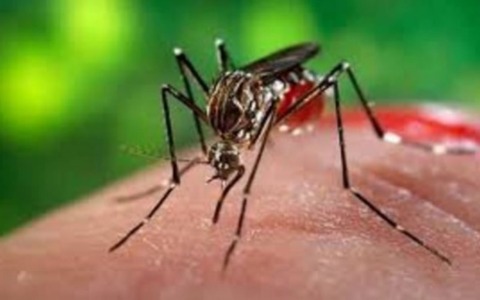 Virus Dengue: avvio di disinfestazione straordinaria