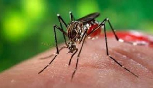 Virus Dengue: avvio di disinfestazione straordinaria