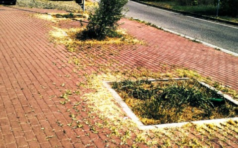 Le piante morte di viale Lombardia destano preoccupazione