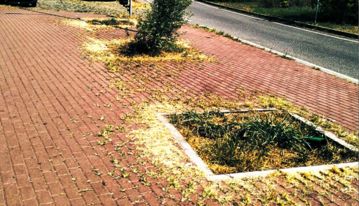 Le piante morte di viale Lombardia destano preoccupazione