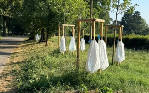 Monza attiva “bagnature di soccorso” per tutelare il patrimonio arboreo