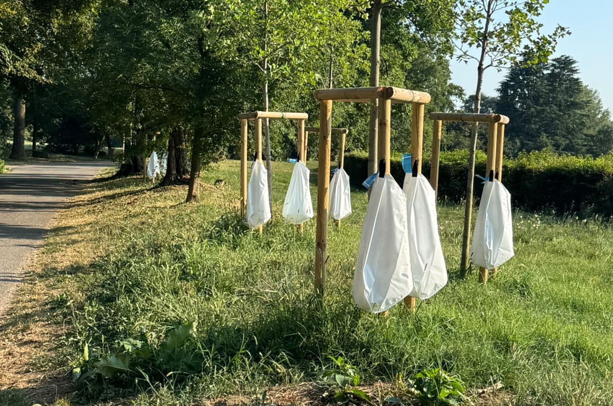 Monza attiva “bagnature di soccorso” per tutelare il patrimonio arboreo