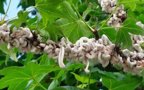 Oltre cento alberi colpiti dalla cocciniglia: nuovi fondi per il recupero
