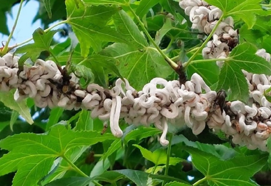 Oltre cento alberi colpiti dalla cocciniglia: nuovi fondi per il recupero