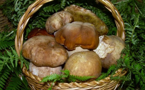 Riapre il servizio di controllo funghi di ATS Brianza per la stagione 2023