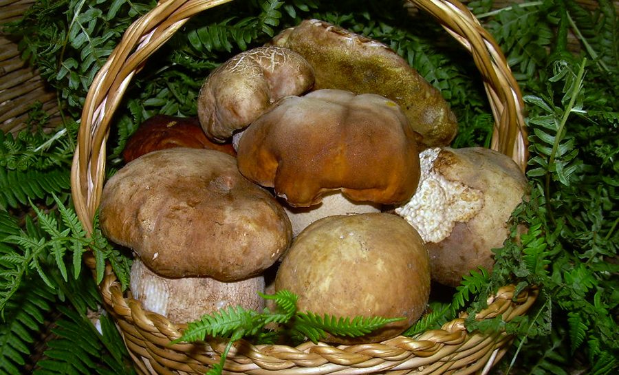 Riapre il servizio di controllo funghi di ATS Brianza per la stagione 2023