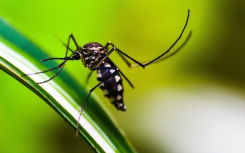 Disinfestazione programmata a Monza per sospetto caso di Dengue