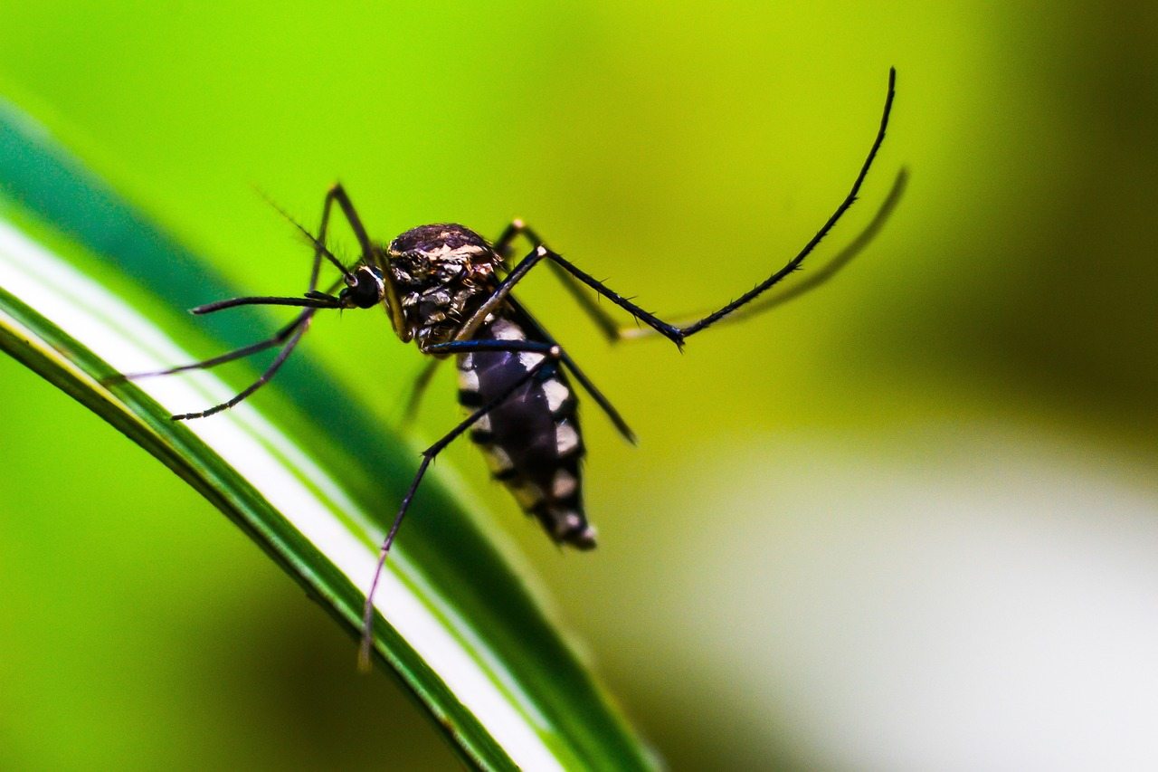 Disinfestazione programmata a Monza per sospetto caso di Dengue