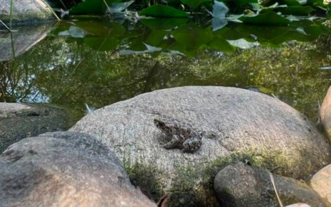 Salvato un rospo smeraldino trovato nell’insalata