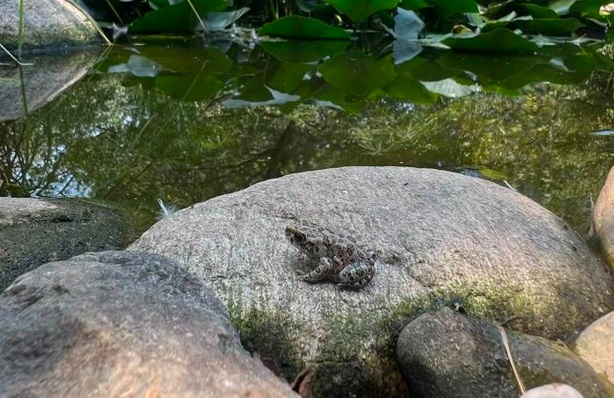 Salvato un rospo smeraldino trovato nell’insalata